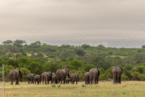 Elephant, Loxodonta africana, Herd of elephants walking away from the camera in a grassy clearing with dense bush in the distance.