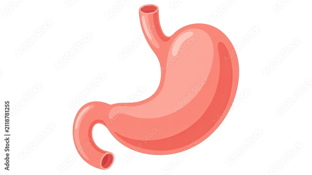 Fototapeta premium Human stomach digestive organ anatomical medical illustration detailed gastrointestinal anatomy isolated on white background