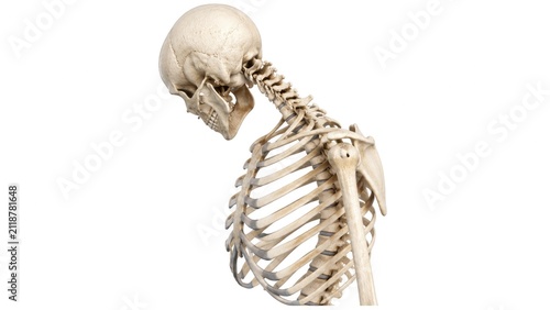 Human skull with cervical spine lateral view detailed skeletal anatomy medical illustration isolated on white background