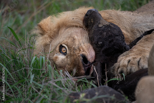 Lion, Panthera leo, Young Male and Buffalo Kill. Close-up of a young male resting its head on a partially consumed buffalo carcass.