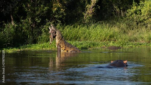 Crocodylus niloticus, Adult crocodile and Hippopotamus. Crocodile vertically lifting a kill out of the water, with a hippo in the foreground.