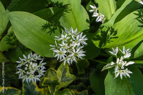 Wild garlic, also known as bear's garlic (Allium ursinum), characterized by broad, lanceolate green leaves and clusters of delicate white star-shaped flowers