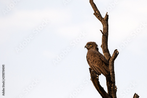 Brown Snake Eagle, Circaetus cinereus, Adult. Perched on a bare, upright snag against a light sky.