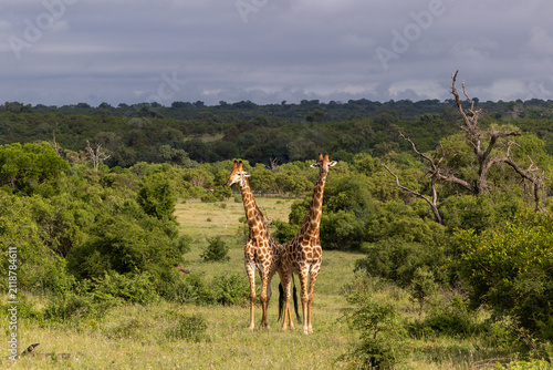 Giraffe, Giraffa camelopardalis, Pair. Two giraffes standing close together, centered in an open, bushy landscape.