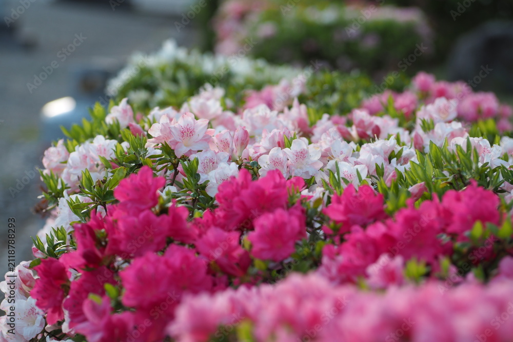 Obraz premium 植物 花 夕方 風景 光 Azaleas blooming in the park in the evening