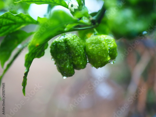 Bild auf Leinwand Close-up of fresh green chili peppers on a plant with water droplets after rain or watering, showing natural texture and vibrant color