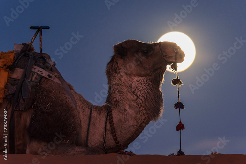 A Camel with a bridle and seat resting on the ground, silhouette against a full moon at dusk.