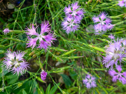 A group of blooming superb carnations (Dianthus superbus) as a nature wallpaper. Taken in Tremosine.
