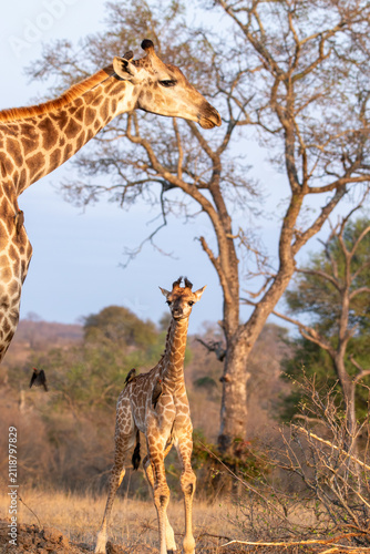 Giraffe, Giraffa camelopardalis, Adult Giraffe and calf standing in the bushveld in golden light