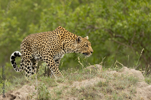 Leopard, Panthera pardus, Female leopard in a low crouch, stalking through short grass on a mound