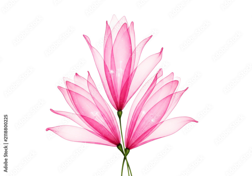 Fototapeta premium glowing pink translucent lotus flowers with sparkles and light effects on transparent background.