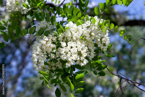 Acacia flowers are seen blooming on branches in a garden during spring. The scene shows vibrant flowers against a clear blue sky.