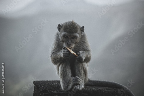 Photography Macaque monkey eating with a stick in Mauritius