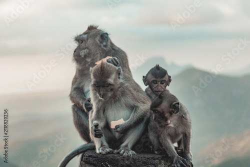 Fotografie Macaque family sitting together in Mauritius