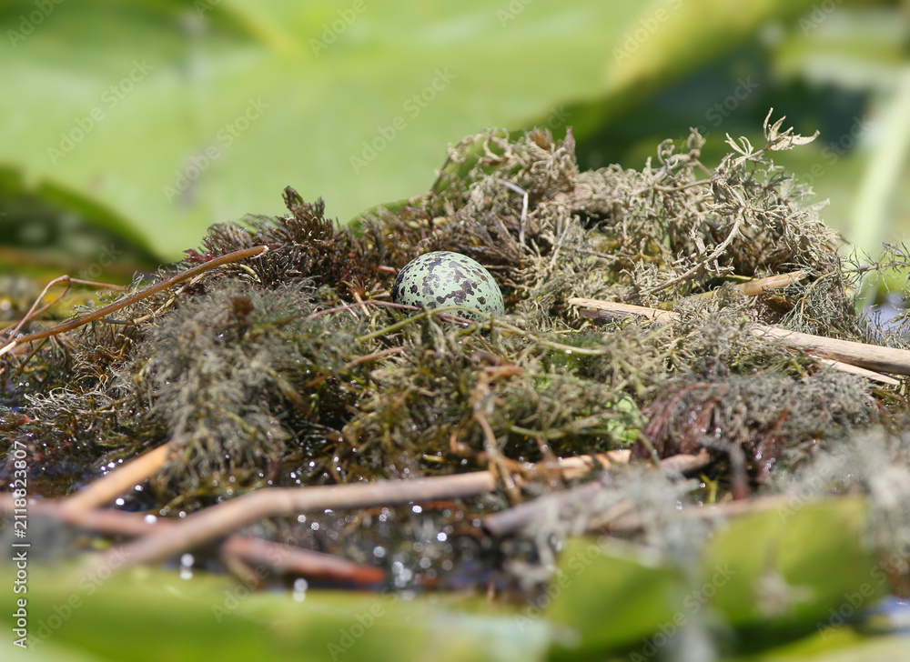 Naklejka premium A single speckled whiskered tern egg resting inside a floating nest made of water plants.