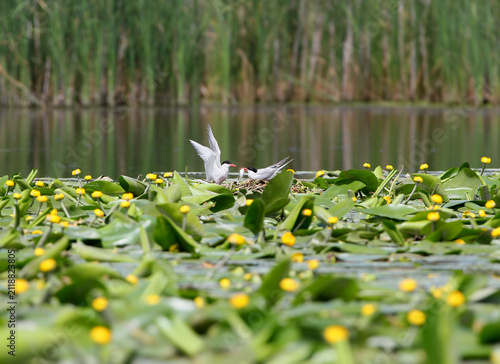 Фотография A pair of common terns at their floating nest among yellow water lilies, one bird passing a fish to the other