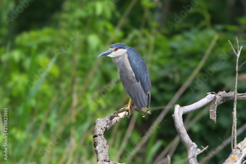 Fotografie A black-crowned night heron perched on a bare branch against a leafy green background