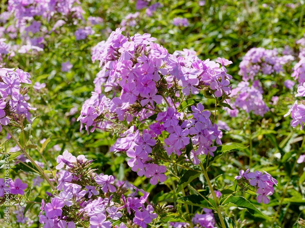 Obraz premium Phlox amplifolia oder paniculata 'Minnehaha' - Breitblättrigen Flammenblumen mit rosa Blüten mit einem intensiveren Auge, die in dichten, rundlichen Rispen stehen