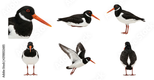 eurasian oystercatcher in multiple poses, collection, isolated on a transparent background