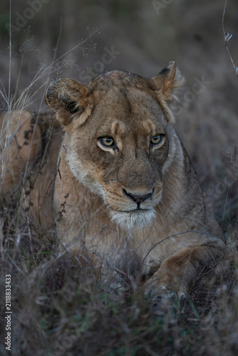Photography Closeup of a lioness's head while lying in the grass and looking into the distance, Greater Kruger
