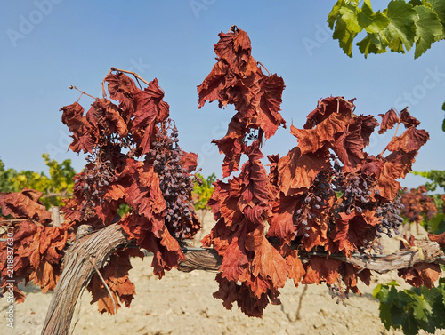 Foto Vigne brulée en partie par la chaleur et la sécheresse