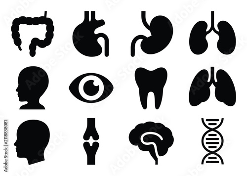 Conjunto de imágenes de anatomía humana y órganos médicos en silueta negra