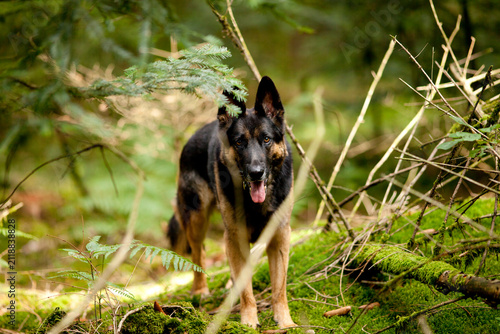 Aufmerksamer Deutscher Schäferhund mit Blickkontakt im grünen Wald