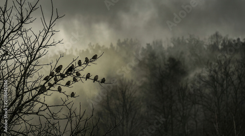 Silhouetted birds on a branch amidst hazy landscape highlighting air pollution and environmental crisis