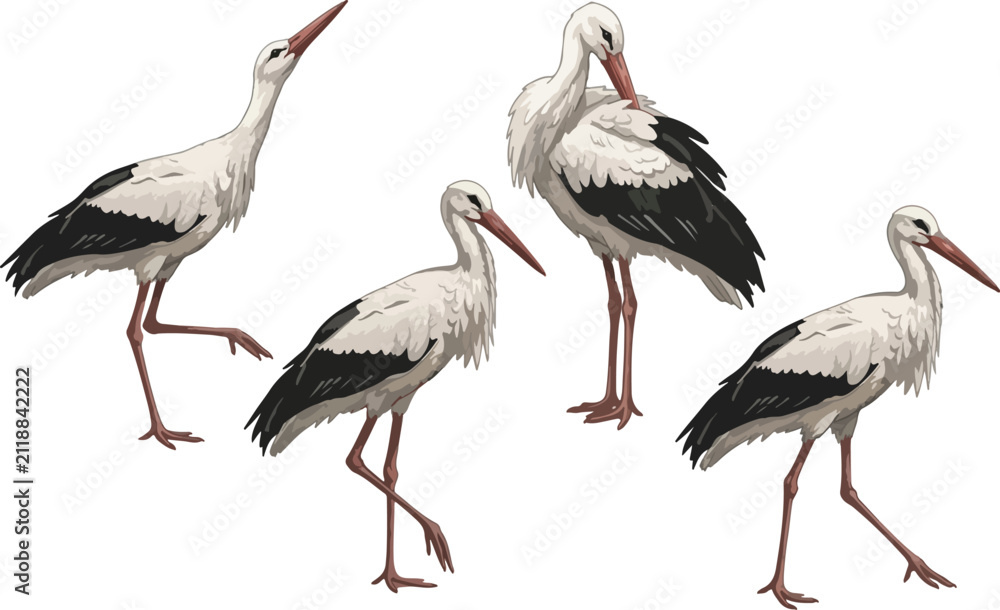 Obraz premium vector illustration clipart of stork with 4 poses semi realistic art style 01