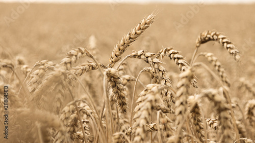 Ripe golden ears of wheat sway in the wind