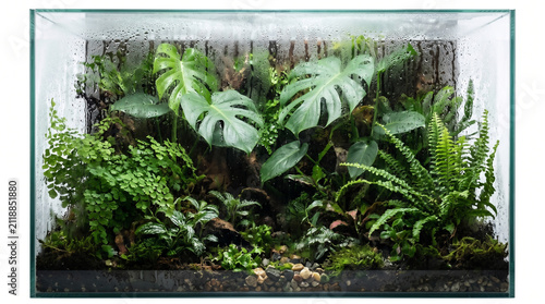 Lush tropical terrarium with monstera plants. Glass vivarium with exotic ferns and moss.