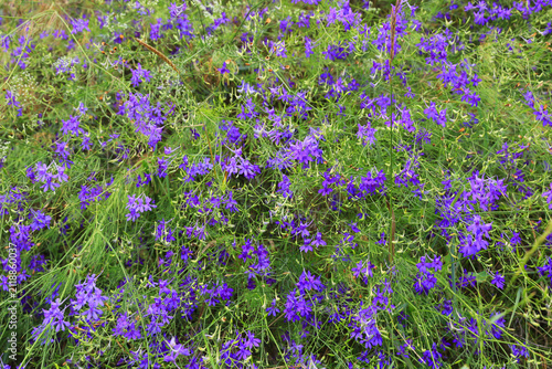 Field of delicate purple wildflowers blooming in lush green foliage