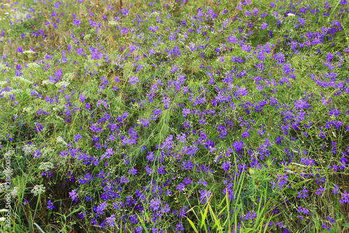 Field of delicate purple wildflowers blooming in the summer sun