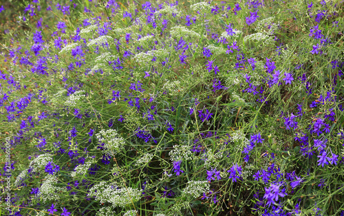 Field of delicate purple and white wildflowers blooming in lush green foliage