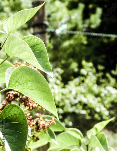 Close up of green leaves.