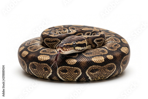 Coiled ball python snake resting against white background with constrictor wildlife predator creature flickering isolated background nonvenomous herpetology terrestrial