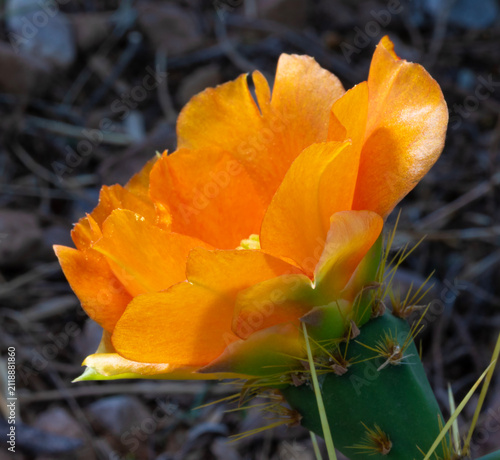 Macro shot of an orange prickly pear cactus flower in bloom