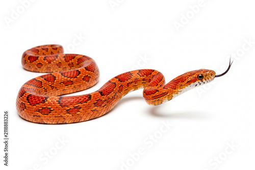 Red corn snake isolated on white background with wildlife predator creature herpetology venomous colorful constrictor close-up crawling dangerous poisonous flexible