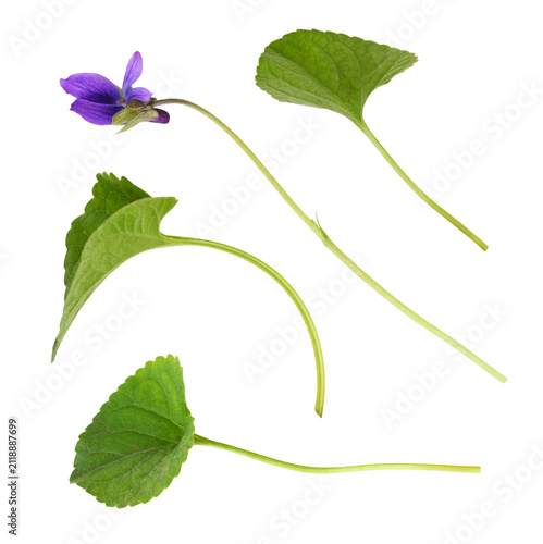 Set of Violet flower and le...
