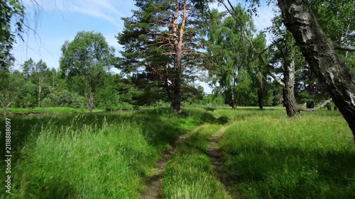 POV walking along forest trail in summer. Outdoor adventure, hiking and exploration in wild green landscape.