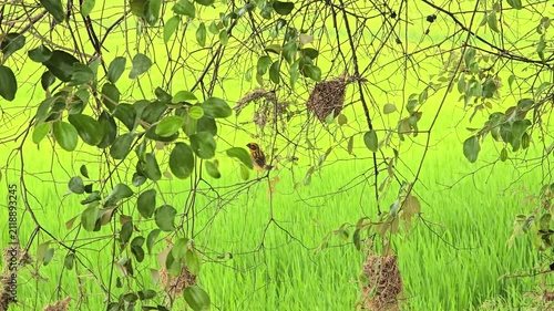 Asian Golden Weaver use fresh leaves of grass woven building nest.