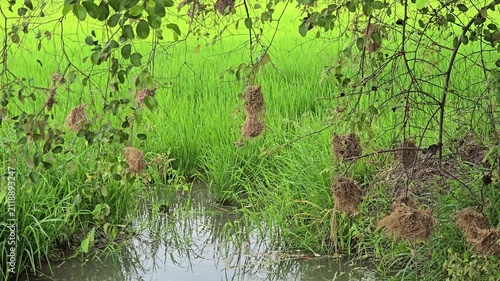 Asian Golden Weaver use fresh leaves of grass woven building nest.