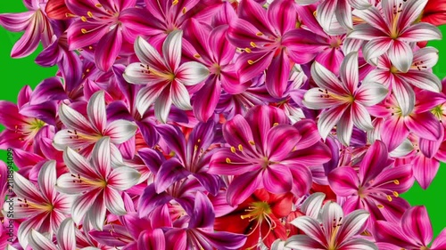Expanding Alstroemeria flowers motion graphics with plain black background