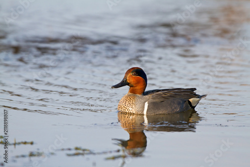 Bild auf Leinwand 00720-00714 Green-winged Teal (Anas crecca) male in wetland at Leonabelle Turnbu