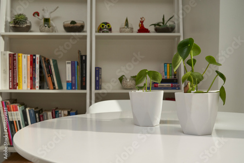 Potted indoor plants on white table with bookshelf background