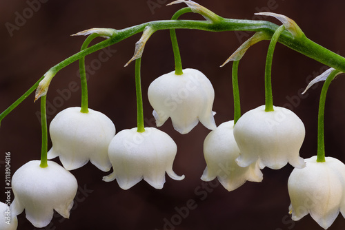 Lily of the valley flowering