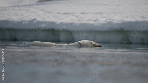 Polar bear swimming by icebergs  in the Arctic water in the summer in Svalbard, Norway.