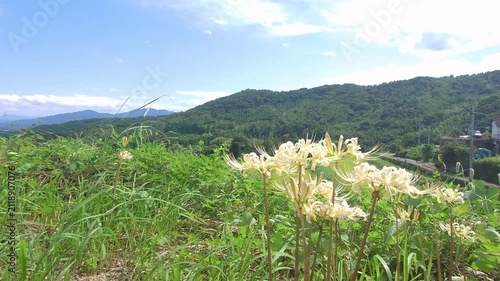 白い彼岸花と青空（大分県別府市内成）