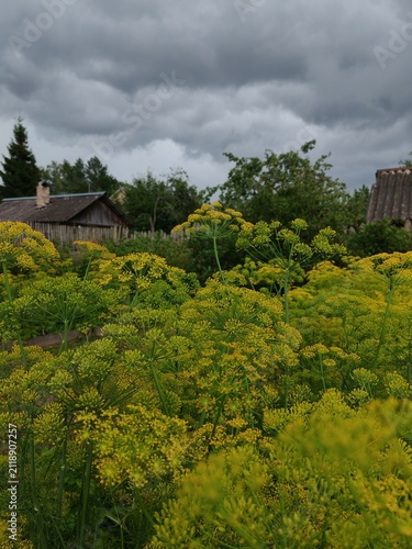 Ripe dill flower heads in a garden before rain, with dark storm clouds, old wooden fence and rustic house in background