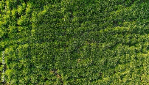 top down aerial view showing a lush green grass field with uniform texture depicting a vibrant healthy lawn with flat natural lighting